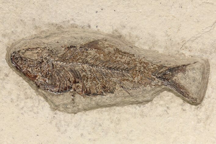 Knightia Fossil Fish - inch Layer #71806